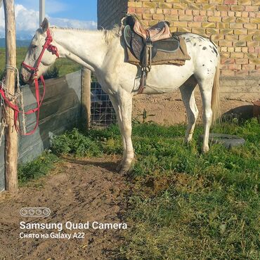 продаю музоо торпок корова самка бык самец айрширская ангус алатауская на забой для разведения на откорм племенные нетель привязанные: Продаю | Конь (самец) | Английская | Для разведения | Племенные