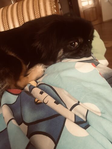 it ucun manej: Pekines, 3 il, Dişi