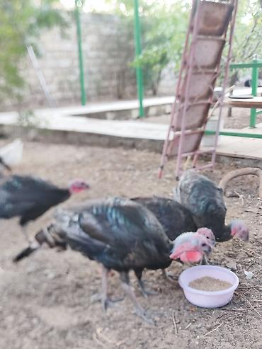 vendam kendi: Erkək, Amerika, Ətlik, Ünvandan götürmə — 5
