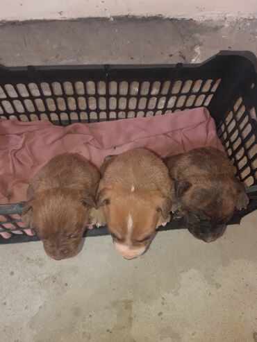 İtlər: Pitbul, 1 ay, Dişi, Sənədli, Ünvandan götürmə