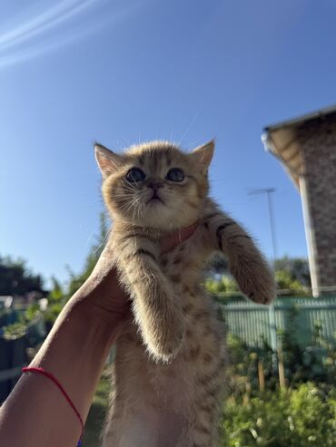 шотландская длинношерстная кошка: Британ кыска жүндүү, 1 айлык, Ургаачы, Алтын шиншилла
