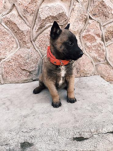 Продажа собак: Бельгийская овчарка, 2 месяца, Самка, С прививкой — 4