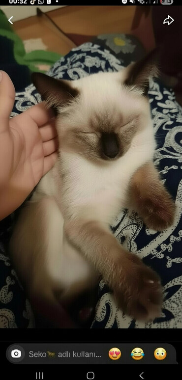 Pişiklər: Siam — 1