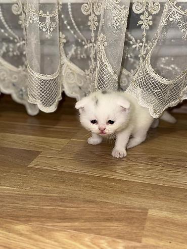 Pişiklər: Şotland — 10