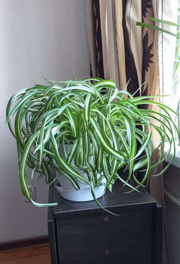 Хлорофитумы: Продаётся. Хлорофитум кудрявый (Chlorophytum comosum bonnie) — один из