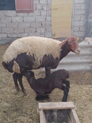 Qoyunlar, qoçlar: Yanı balalı 3 dənə qala cinsi qoyunlar və bir yerli qoyun satılır -da lalafo.az — 4 Qoyunlar, qoçlar: Yanı balalı 3 dənə qala cinsi qoyunlar və bir yerli qoyun satılır — 4