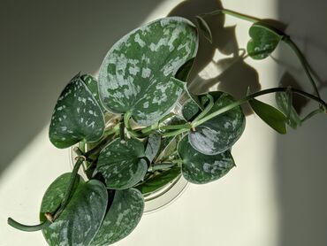сансевьера комнатное растение: В продаже редкие комнатные растения Монстера Эскелето (гигант) - 500