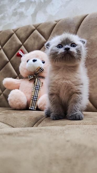 Pişiklər: Şotland — 6