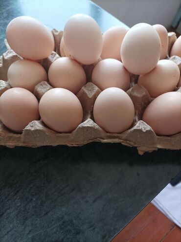 мяса рубка: Продаю яйцо (дакан) 
Чуйская область село Ак-Джол