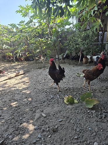 cins xoruz harda banliyar: Məhsul: xoruzları 5-6 aylıq. 14 manat mesaj yazın geri dönüş edəcəm — 1