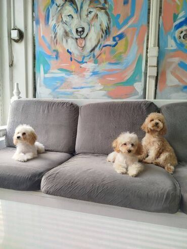 Psi: Patuljasta pudla štenci Štenci patuljaste pudle stari 4 meseca na — 12