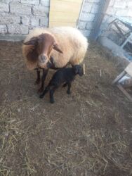 Digər kənd təsərrüfatı heyvanları: Balalı qala cinsi qoyunlar satılır. Super qoyunlardı.Cavandırlar.3 -da lalafo.az — 3 Digər kənd təsərrüfatı heyvanları: Balalı qala cinsi qoyunlar satılır. Super qoyunlardı.Cavandırlar.3 — 3