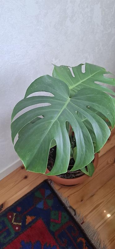 monstera bitkisi: Monstera deliciosa (Swiss cheese plant). torfa əkilib. badamdardadı — 1