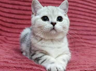 Продажа кошек: Скотиш Страйт (Шотландская прямоухая), 2 месяца, Девочка — 4