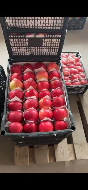 Ящики: Ящик, Новый — 10