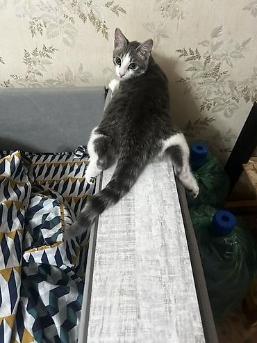 Отдам даром кошку: Кошка даром: Беспородная, Мальчик, Приучена к лотку — 3