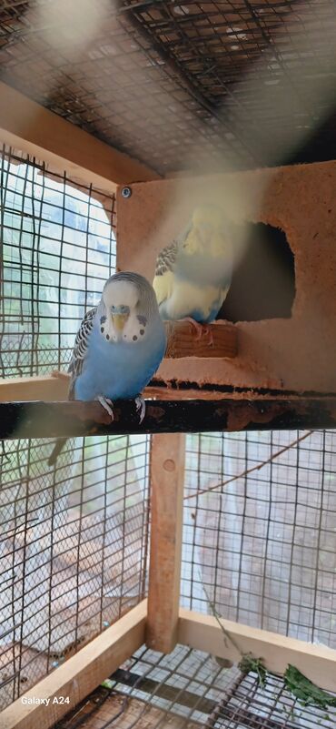 попугай амазон: Попугай сатылат самец когу