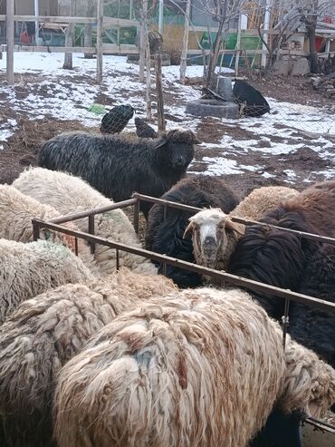 Бараны, овцы: Продаю | Ягненок | Меринос | На забой | Кастрированные at lalafo.kg — 5 Бараны, овцы: Продаю | Ягненок | Меринос | На забой | Кастрированные — 5