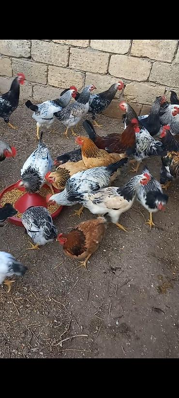 qarğa balası satılır: Toyuq, Damazlıq, Ünvandan götürmə — 6