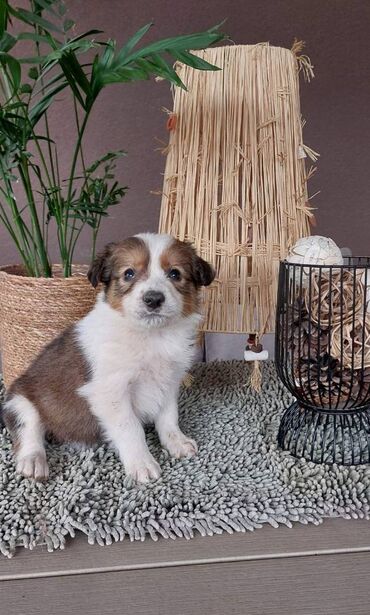 Psi: Border koli/collie štenci. Vakcinisani i očišćeni od parazita, 2 — 7