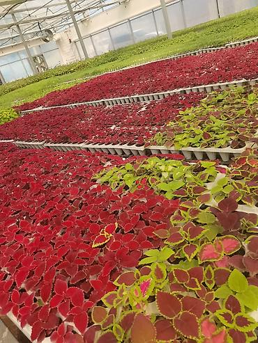 flowers: Рассада однолетних декоративных культур из теплицы - Бархатцы — 2