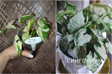 теневой профиль: Сингониум Grey Ghost (Грей Гост), 2 детки в 1 стаканчике, 650 сом. -