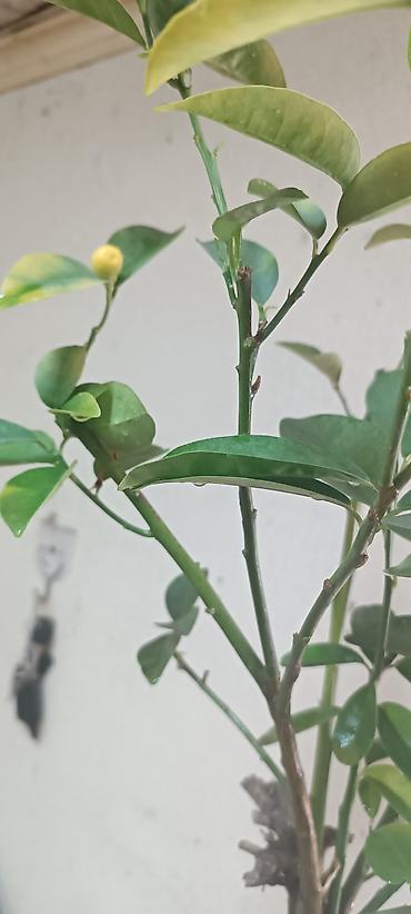 Лимоны: Продаю сортовые цитрусовые растения - ГРЕЙПФРУТ ДУНКАН 130см высота — 7