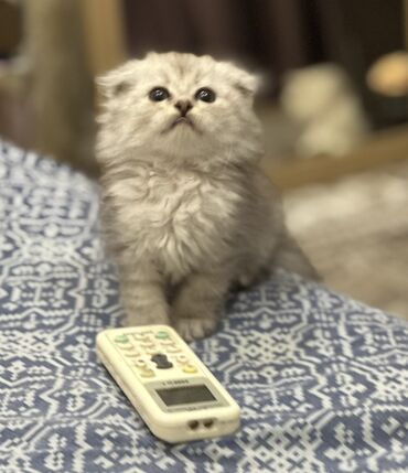 продам вольер для собаки бу: Скотиш Фолд (Шотландская вислоухая), 2 месяца, Девочка, Белый