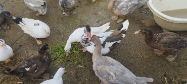 Ördəklər: Həm kəsilməli həm də damazlıq original təmiz cins lal ördəklər ( — 14