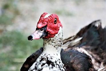 голубий помёт: Куплю селезнь индоутки — 1