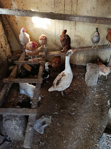 Ördəklər: Dişi, | Lal ördək, Ətlik, Ünvandan götürmə — 6