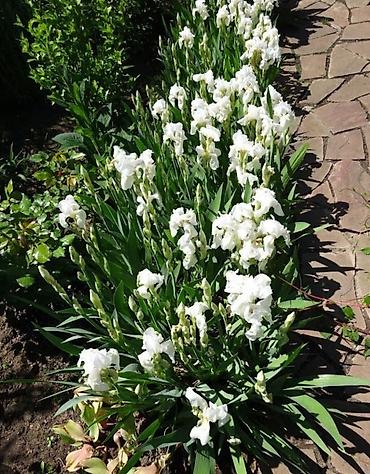 iris: Корневища бордюрых белых ирисов. Корни жирные, мощные. 3 корня - 2 — 1
