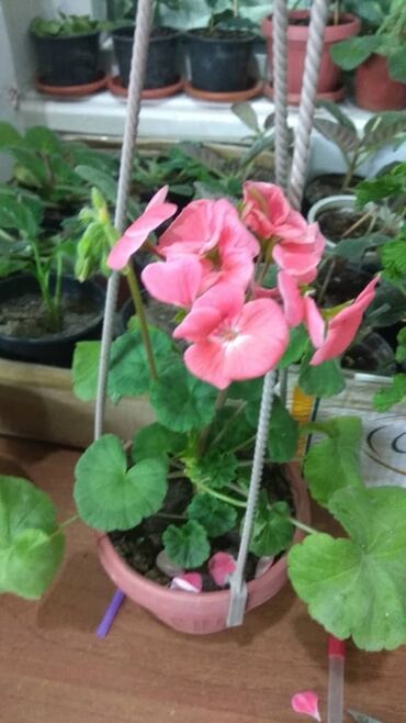 цветок герань: Герань красный и алая розовая детки от 100 до 200 сом