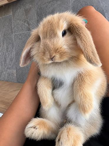dovşan: Çox gözəl və nadir rəngə sahib Holland Lop balası satılır. 🐰 2 aylıq — 1