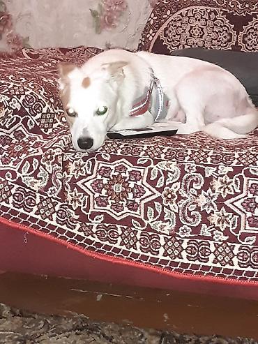 jack russel: Real alıcılar narahat eləsin qiymət 170 real alıcıya endirim cinsi — 3