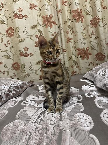 продам шпица: Бенгальская, 4 месяца, Мальчик, Приучена к лотку, Проглистована, С прививками — 7