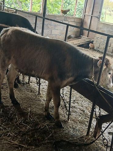 Dana, buzov: 3 erkək 2 dişi dana — 19