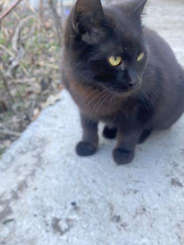 Продажа кошек: 6 месяцев, Мальчик, Черный — 17