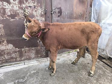 Коровы, быки: Продаю | Тёлка | Для разведения | Привязанные — 5