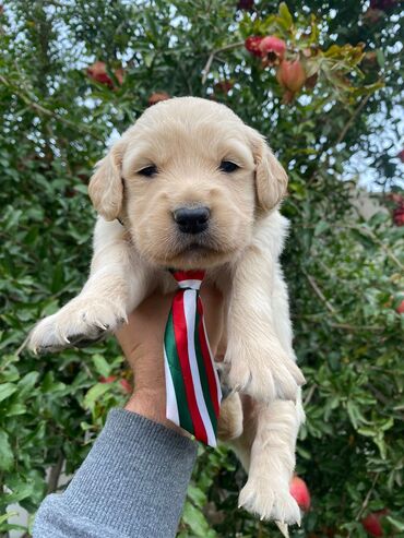 golden retriever satış: Retriever, 1 ay, Erkek, Peyvəndli