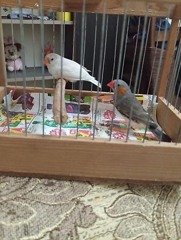 amadin satilir: Salam 8 ayliq tam hazir cut amadinler satilir. Erkek qara disi agdi — 1