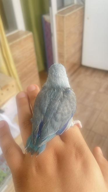 balaca pisik satisi: Mavi rəng çalarlarında çox sevimli balaca tutuquşu balası. Quşun — 5