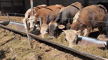 рыба для аквариума: Продаю | Бык (самец) | Полукровка, Ангус, Герефорд | На откорм | Искусственник — 5
