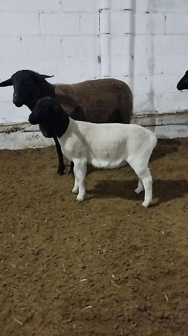 Баран, овца: Продаю | Баран (самец) | Для разведения | Племенные — 14