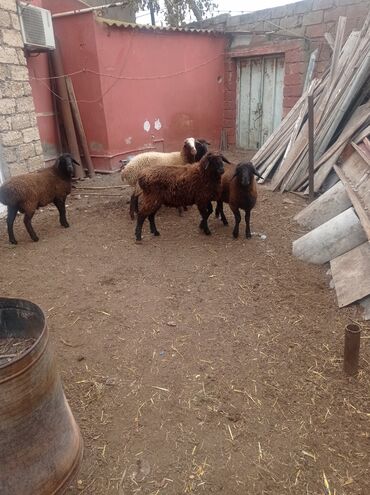 Qoyunlar, qoçlar: Erkək, Qala, il: 1, Damazlıq, Ətlik, Ünvandan götürmə — 12