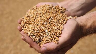 жом кара балта: Буудай Кара балта 
пшеница