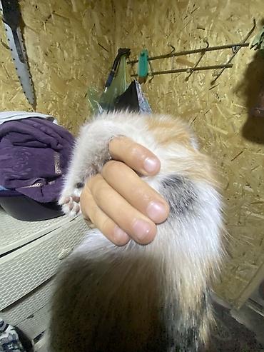 котята шиншиллы: ОДАЮ В ДОБРЫЕ РУКИ!!!! Котята-рябушки (окрашивание — 6