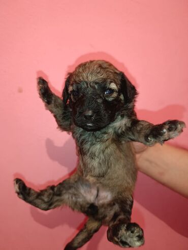 Digər kənd təsərrüfatı heyvanları: Pudel balaları satılır. iki həftəlikdililər. 1 ay yarımında götürə — 10