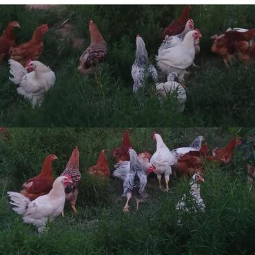 kənd toyuqları: ‼️ Təcili Satılır ‼️ 20 ədəd Colpa var tam sağlamdı bütün peyvəndəri