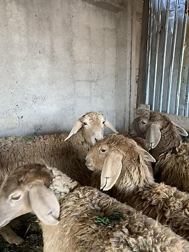 Продам с/х животных: Продаю | Овца (самка) | Арашан | Для разведения — 6